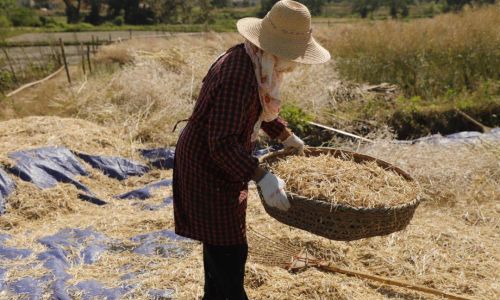 How to Dry Rapeseed Leaves:A Comprehensive Guide