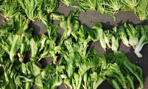 How to Dry Rapeseed Leaves:A Comprehensive Guide