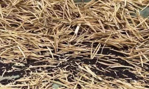 How to Dry Rapeseed Leaves:A Comprehensive Guide