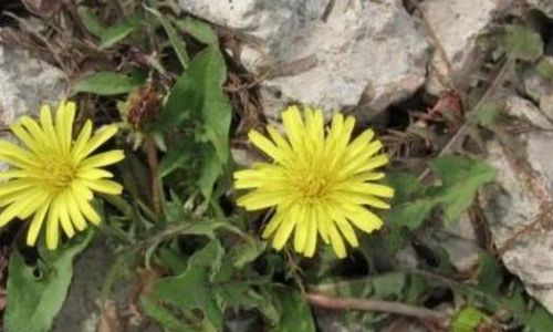 How to Dry Dandelion Roots for Herbal Use