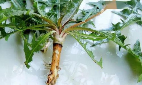 How to Dry Dandelion Roots for Herbal Use