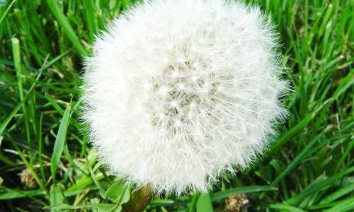 How to Dry Dandelion Roots for Herbal Use