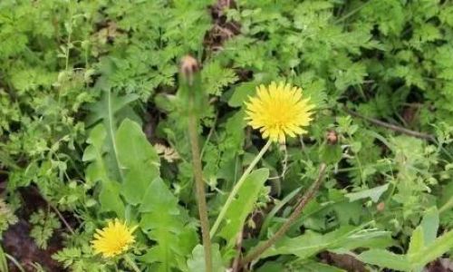 How to Dry Dandelion Roots for Herbal Use