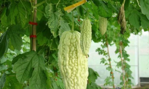 How to Sun-Dry Fresh Bitter Gourd for Optimal Preservation