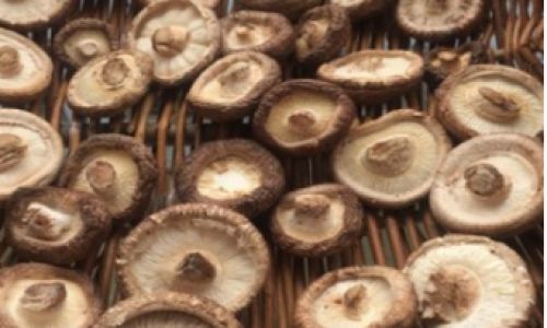 How to Successfully Dry Shiitake Mushrooms