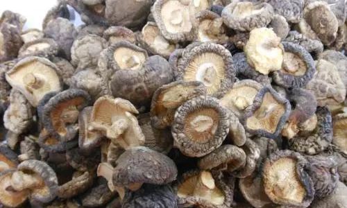How to Successfully Dry Shiitake Mushrooms