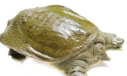 How to Humanely Harvest Soft-Shelled Turtles:A Comprehensive Guide
