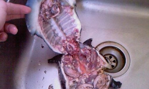 How to Humanely Harvest Soft-Shelled Turtles:A Comprehensive Guide