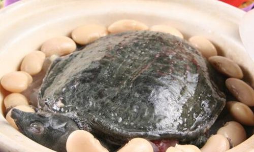 How to Humanely Harvest Soft-Shelled Turtles:A Comprehensive Guide