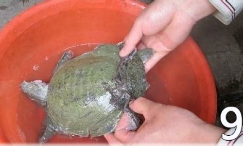 How to Humanely Harvest Soft-Shelled Turtles:A Comprehensive Guide