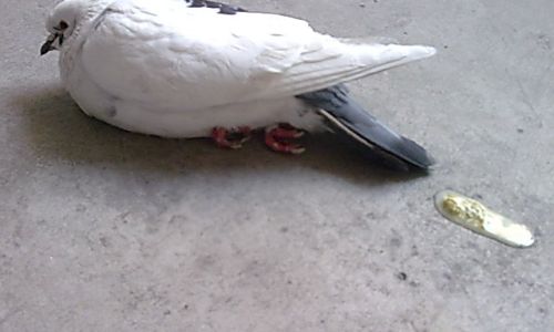 Understanding Ethical Considerations and Alternatives to Killing Pigeons