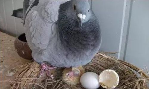 Understanding Ethical Considerations and Alternatives to Killing Pigeons
