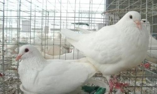 Understanding Ethical Considerations and Alternatives to Killing Pigeons
