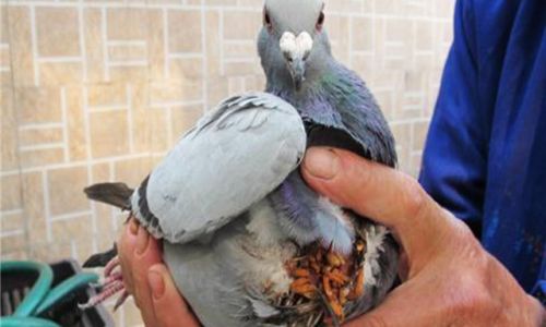 Understanding Ethical Considerations and Alternatives to Killing Pigeons