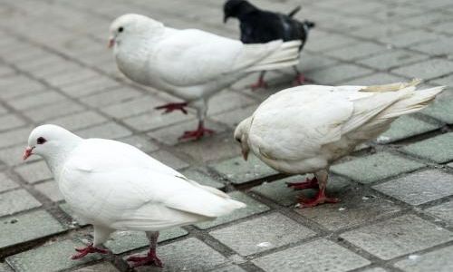 Understanding Ethical Considerations and Alternatives to Killing Pigeons