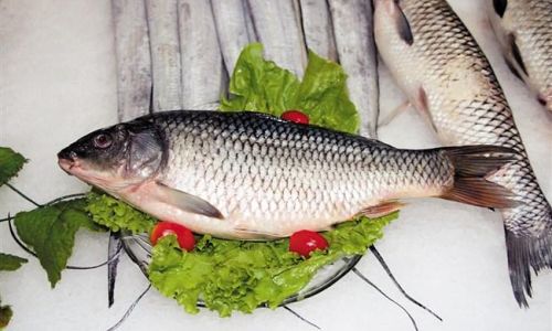 How to Eliminate the Fishy Odor from Carp