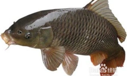 How to Eliminate the Fishy Odor from Carp