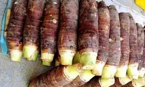 Distinguishing Taro from Taro Root:A Comprehensive Guide