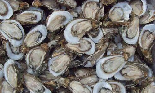 Distinguishing Oysters and Scallops:A Comprehensive Guide