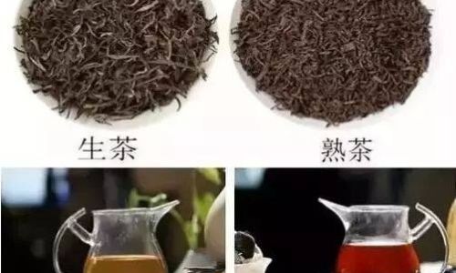 Distinguishing Pu-erh Raw Tea from Ripened Tea:A Comprehensive Guide