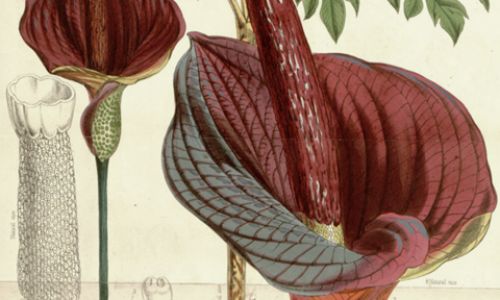 Distinguishing Konjac and Taro:A Comprehensive Guide