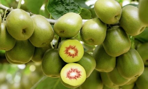 Distinguishing Between Yellow and Green Kiwifruits:A Comprehensive Guide
