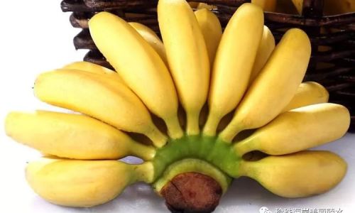 Distinguishing Red Bananas from Common Bananas:A Comprehensive Guide
