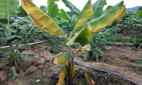 Distinguishing Red Bananas from Common Bananas:A Comprehensive Guide