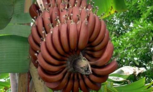 Distinguishing Red Bananas from Common Bananas:A Comprehensive Guide