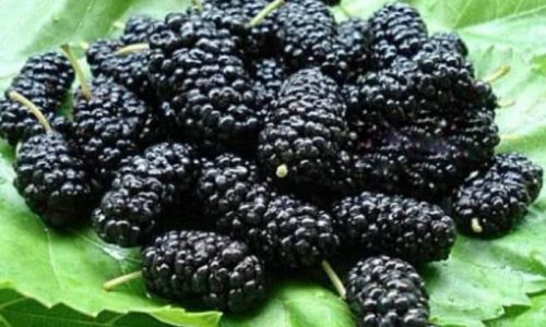 How to Clean Mulberries:A Simple and Effective Guide