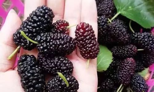How to Clean Mulberries:A Comprehensive Guide