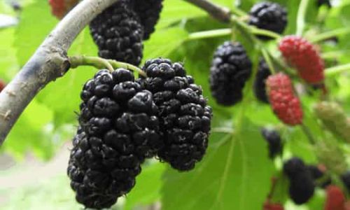 How to Clean Mulberries:A Comprehensive Guide