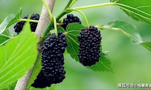 How to Clean Mulberries:A Comprehensive Guide