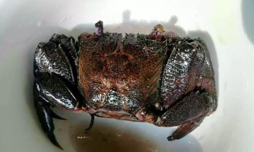 How to Clean Hairy Crabs:A Comprehensive Guide