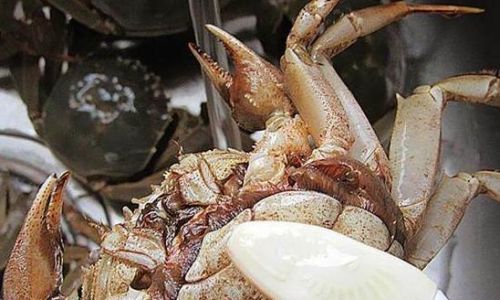 How to Clean Hairy Crabs:A Comprehensive Guide