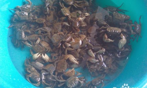 How to Clean Hairy Crabs:A Comprehensive Guide