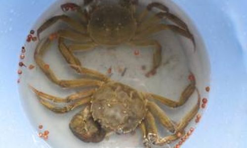 How to Clean Hairy Crabs:A Comprehensive Guide