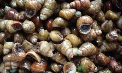 How to Thoroughly Clean Freshwater Snails for Consumption