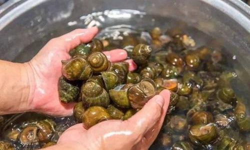 How to Thoroughly Clean Freshwater Snails for Consumption