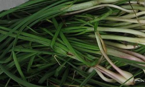 Mastering the Art of Cooking Wild Vegetables
