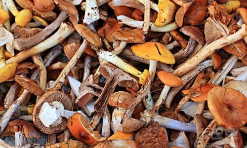 How to Properly Soak and Prepare Hazelnut Mushrooms