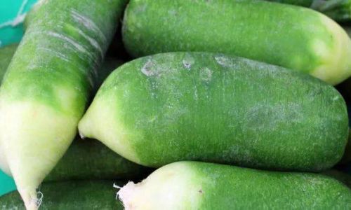 Mastering the Art of Crafting Tangy and Crispy Pickled Green Radishes