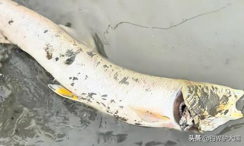 How to Determine if a Fish is Still Alive