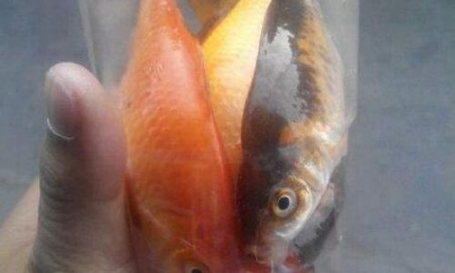How to Determine if a Fish is Still Alive