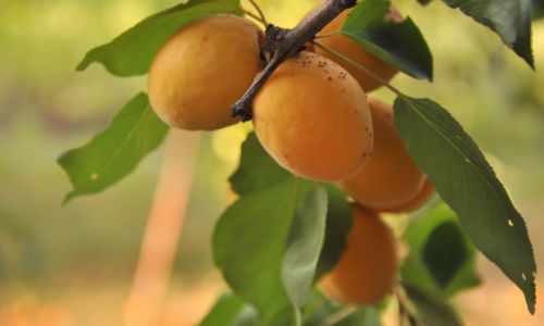 How to Determine the Ripeness of Apricots