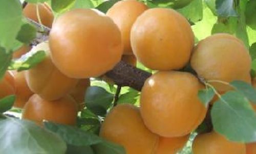How to Determine the Ripeness of Apricots