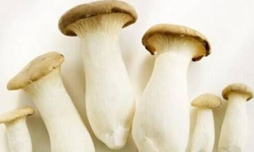 How to Determine the Freshness of Pleurotus Eryngii Mushrooms
