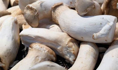 How to Determine the Freshness of Pleurotus Eryngii Mushrooms
