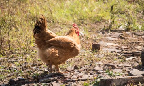 How to Determine Fresh Chicken