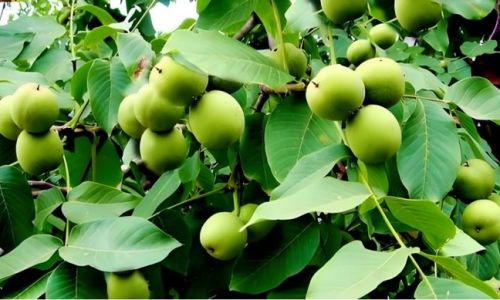 How to Determine Fresh Walnuts